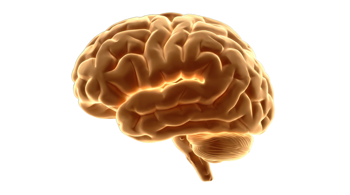 An energized brain glowing with clean warm gold light, shown in side profile, calm and fully focused
